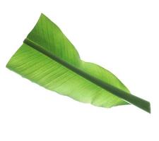 Grüne Banane lockiges Blatt isoliert auf weißem Hintergrund. foto