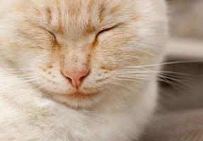 Weiße Katze mit Ingwergesicht schläft süß - Nahaufnahmeporträt foto