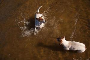 verspielte jack russell terrier hunde spielen im wasser foto