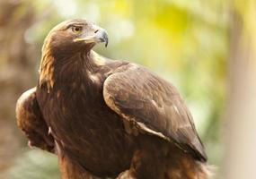 Kalifornien Steinadler foto