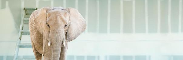 Erwachsener Elefant steht in leerem Raum mit neuer Gipskartonplatte und Leiter foto