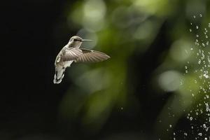 Kolibri im Flug foto