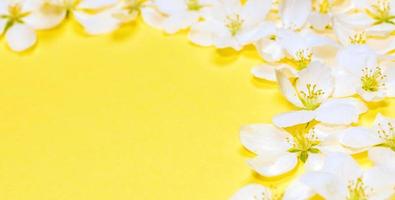 frühling trendiges gelbes beleuchtungsbanner mit rahmen aus weißen apfelbaumblumen um den kopierraum. Nahaufnahme. foto