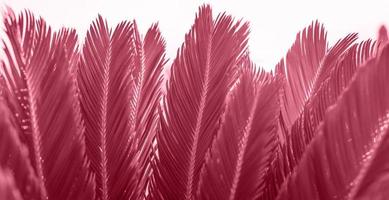 Sonnenbeschienene Nahaufnahme grüne Blätter der Palme in der Farbe 2023 Viva Magenta. foto