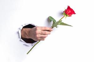 Hand des Mannes, die eine rote Rose durch ein zerrissenes Loch in der weißen Papierwand hält. foto