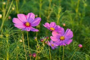 Kosmos bipinnatus Blumenfeld, Blumen in voller Blüte mit schönen Farben. weicher und selektiver Fokus. foto