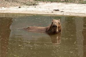 Capybara schwimmt im See und schaut in die Kamera foto