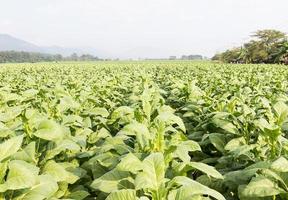 Feld von Nicotiana tabacum foto