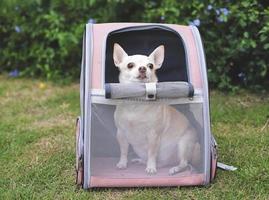 brauner Chihuahua-Hund mit kurzen Haaren, der in einem Rucksack mit geöffneten Fenstern sitzt und wegschaut. foto