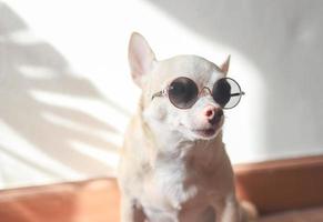 fetter brauner chihuahua-hund mit sonnenbrille, der auf holzboden mit sonnenlicht und monstera-blattschatten sitzt. foto