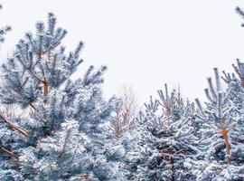 Landschaft. gefrorener Winterwald mit schneebedeckten Bäumen. foto