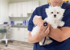 Ärztin oder Krankenschwester Tierarzt mit kleinem Welpen im Büro foto