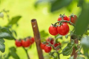 Reife Kirschtomaten an der Rebe im Garten foto