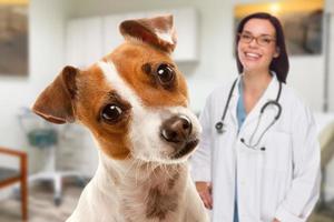 Porträt eines entzückenden Jack-Russell-Terriers im Büro mit einer hispanischen Tierärztin dahinter foto