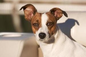 Jack-Russell-Terrier-Porträt foto