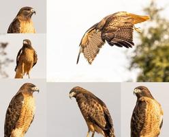 satz verschiedener kalifornischer roter falke. foto