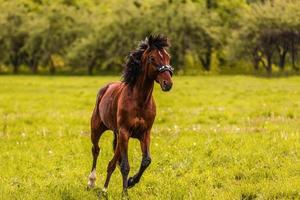 Reiten im Feld foto