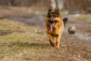 Deutscher Schäferhund springt und läuft auf der Spätsommerwiese foto