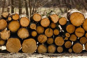 Holz auf dem Schnee. Lagerprotokolle gegen den hellen Himmel. Holz von Kiefern. die Textur der Ringe des Baumes foto