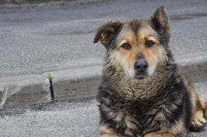 straßenstreunender hund, der auf dem asphalt auf der straße liegt foto