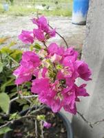 Blühender Bougainvillea-Blumenhintergrund. leuchtend rosa Magenta Bougainvillea Blumen als floraler Hintergrund. Bougainvillea blüht Textur und Hintergrund foto