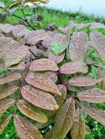 photo longan dimocarpus, longan hinterlässt ausgewählten fokus für natürlichen hintergrund foto