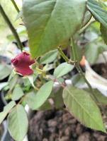 schöner Valentinsgrußrosenknospen-Naturliebeshintergrund foto