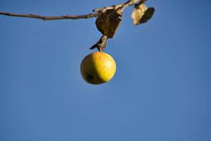 Apfel auf dem Ast. Obst hängt am Baum. vitaminreiche Frucht. Lebensmittel foto