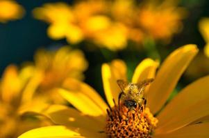 Bienen sammeln Nymphen auf einer Blume. sie bestäuben eifrig den Pollen der Blüten foto