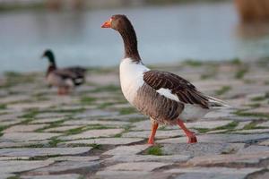 eine schöne erwachsene Gans geht und weidet in der Nähe des Sees. foto