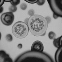 4k-Bild, Virus. Mikroskopischer Blick auf Viren. Zellen, schwarz und weiß foto
