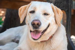 lustiger hund labrador auf der straße foto