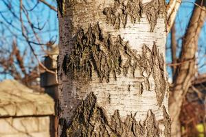 Birkenrindenstruktur. die Textur der Birkenrinde. Birkenrinde Hintergrund. Birkenstamm, Betula pendula. foto