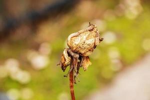 trockene alte Rose im Garten mit verschwommenem Hintergrund. Feder. Rosenbusch vor dem Frühjahrsschnitt foto