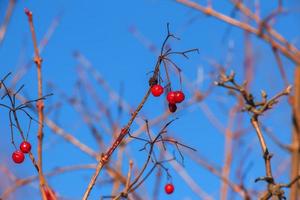 Reife rote Viburnum-Beeren auf den Ästen gegen den blauen Himmel. Busch Viburnum im Winter. Viburnum opulus wird in der Medizin und in der Küche verwendet. foto