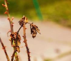 Nahaufnahme eines geschnittenen Rosenzweigs mit Dornen im Frühjahr vor einem verschwommenen Hintergrund. Frühjahrsschnitt foto