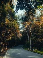 Straße mitten im Wald foto