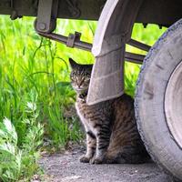 getigerte kat sitzt unter einem lastwagen foto