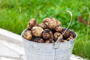 Metalleimer voller frischer Kartoffeln foto