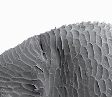 der dorsale Teil des Rasterelektronenmikroskops von Wasserfloh, weißer Hintergrund foto