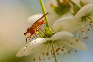 Nahaufnahme einer Mücke auf einer Blume foto