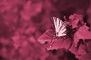 seltener schwalbenschwanz iphiclides podalirius seltener europäischer schmetterling sitzt auf den büschen von blühenden himbeerbildern, getönt in viva magenta, der farbe des jahres foto