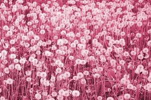 Weiße, flauschige Löwenzahnblüte auf dem Feld, natürliches Hintergrundbild, getönt in Viva Magenta, Farbe des Jahres 2023 foto