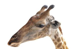 Giraffenkopf isoliert auf weißem Hintergrund mit Beschneidungspfad foto