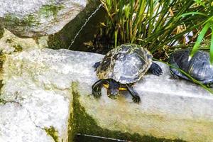 Wasserschildkröten kriechen in Athen Griechenland ins Wasser. foto