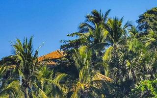 blauer himmel der tropischen natürlichen palmenkokosnüsse in mexiko. foto