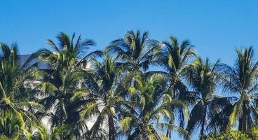 blauer himmel der tropischen natürlichen palmenkokosnüsse in mexiko. foto