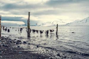 verwitterte Stangen auf Seestrand-Landschaftsfoto foto