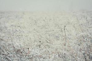 Schließen Sie herauf trockenes Feld, das mit Schneekonzeptfoto bedeckt wird foto