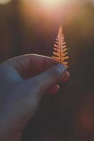 Nahaufnahme der Dame, die ein kleines Farnblatt-Konzeptfoto hält foto